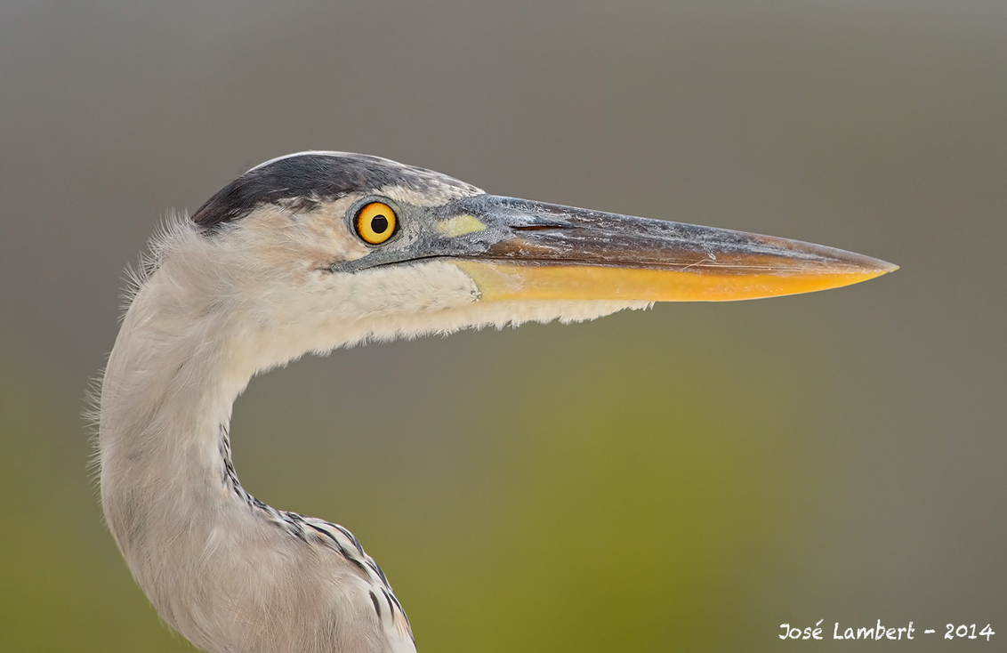 Garza cuca (Ardea cocoi).