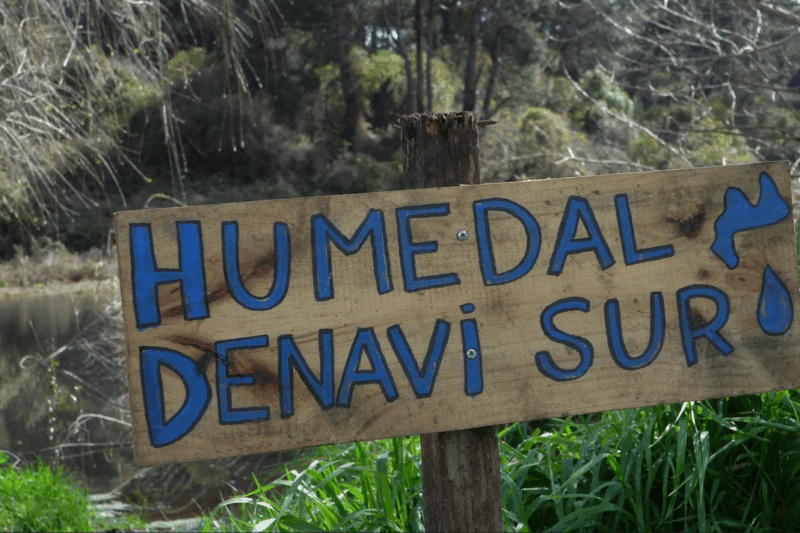 Perales, Parque Tumbes y Las Ranitas: los tres humedales que busca proteger Talcahuano