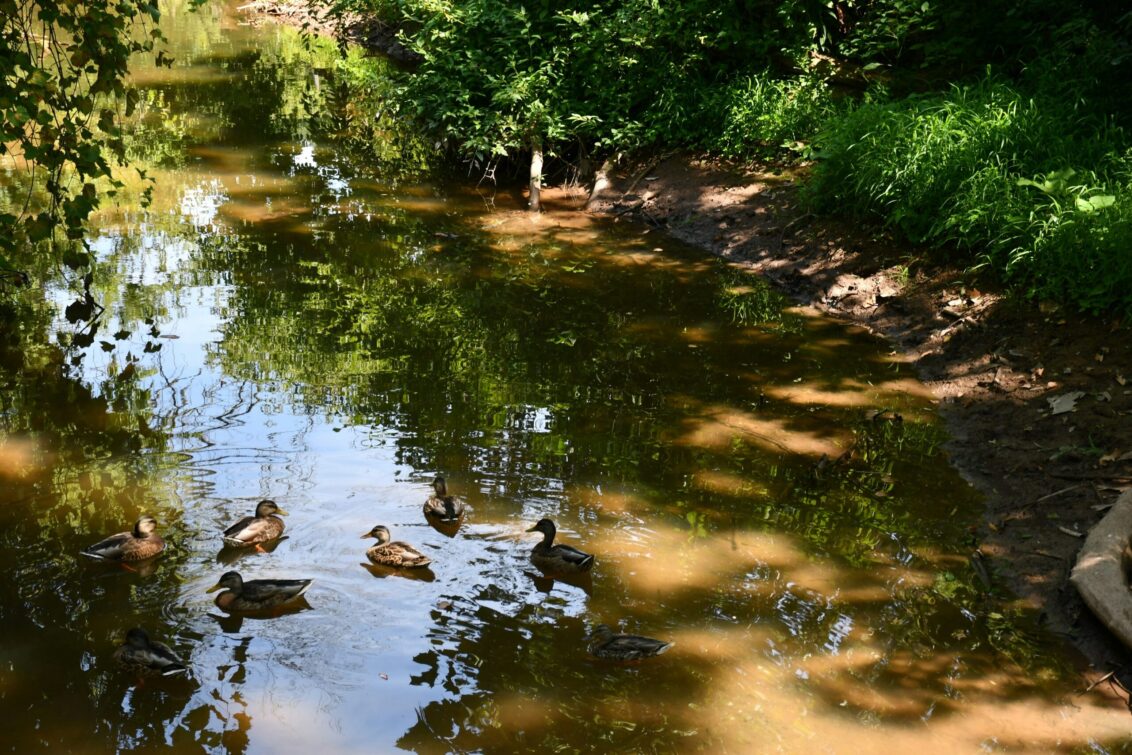 Patos en cuerpo de agua dulce.