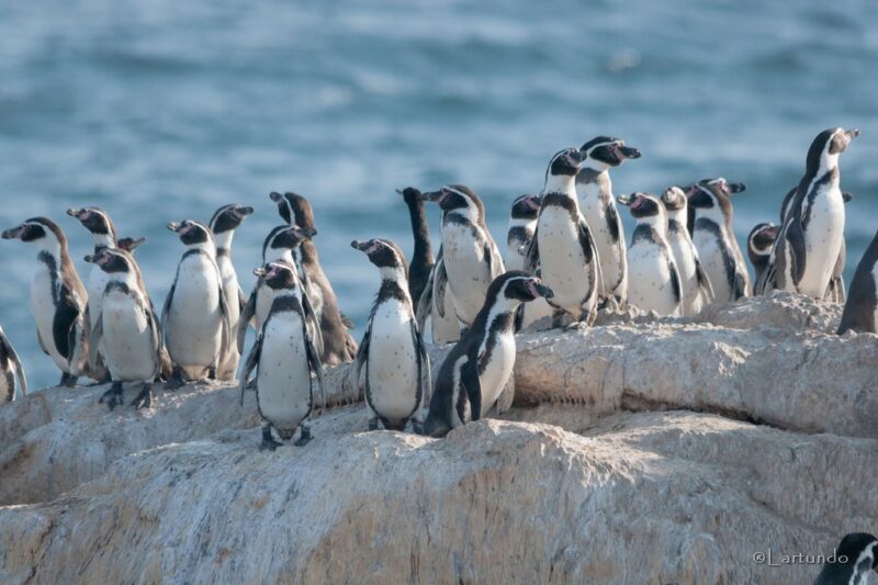“RECuperemos”: una acción ciudadana por la protección del Pingüino de Humboldt