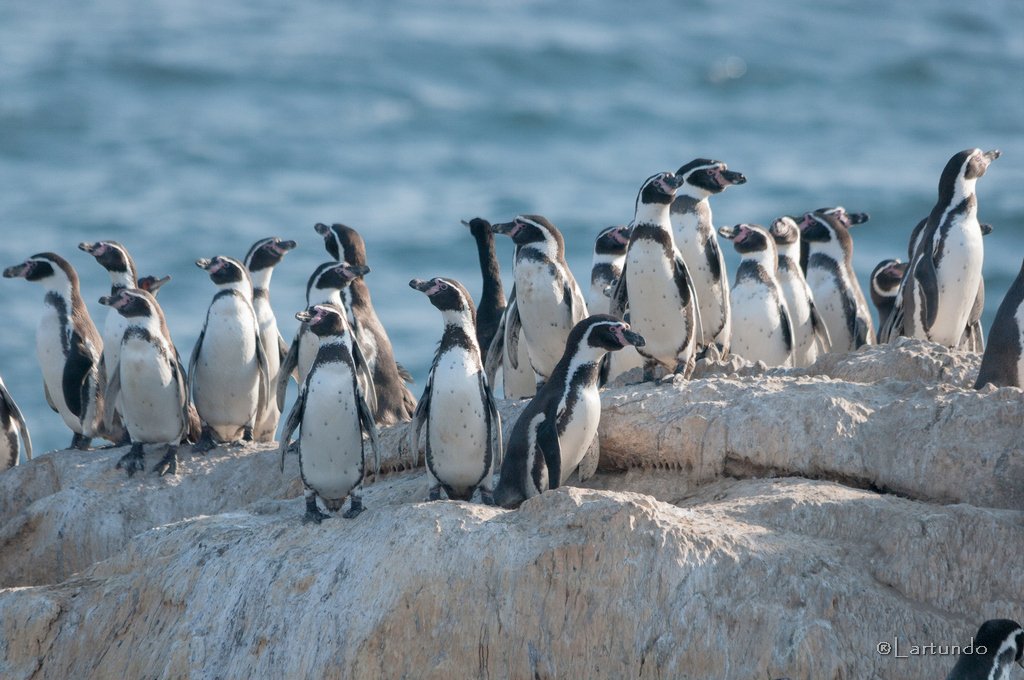Pingüino de Humboldt.