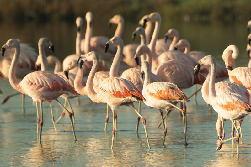 Flamencos en humedal Caleta Lenga, Hualpén.